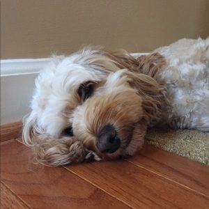 Meet your Posher, Avery